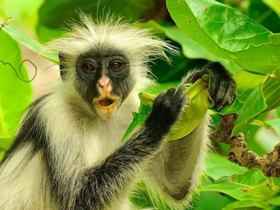 A Zanzibar red colobus eating a leaf among the foliage