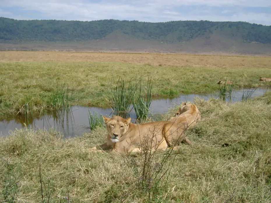 Two lionesses lying beside a waterhole on a grass plain, an escarpment behind