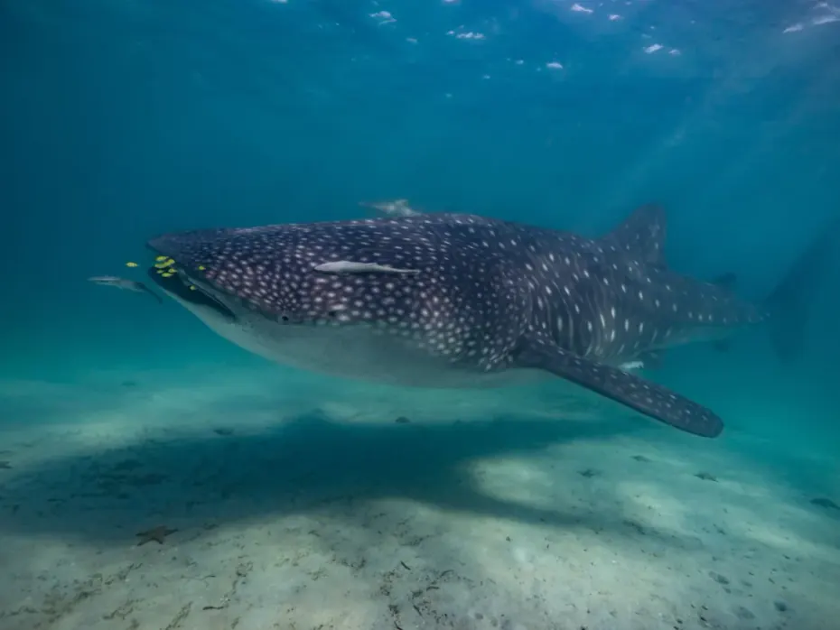 A whale shark swimming over a pale sandy bottom