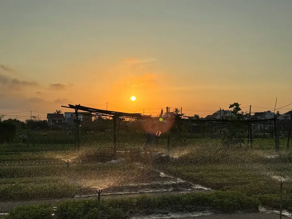 The seedbeds of Trà Quế herb village with the sprinklers on, backlit by the low sun