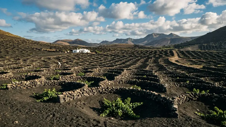 The rows of vine hollows of La Geria on black volcanic gravel, with white farmhouses beyond