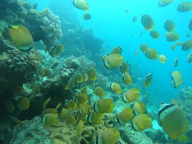 Un banco de peces mariposa sobre el coral, en agua turquesa