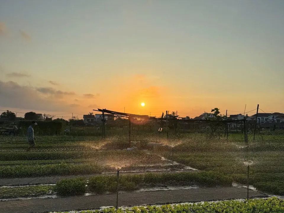 The herb beds of Trà Quế at dawn, sprinklers running